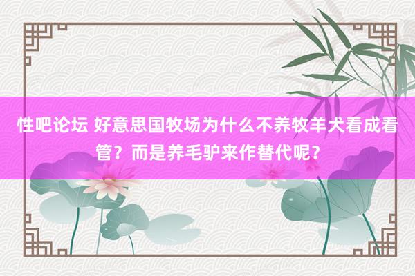 性吧论坛 好意思国牧场为什么不养牧羊犬看成看管？而是养毛驴来作替代呢？