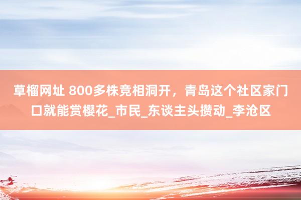 草榴网址 800多株竞相洞开，青岛这个社区家门口就能赏樱花_市民_东谈主头攒动_李沧区