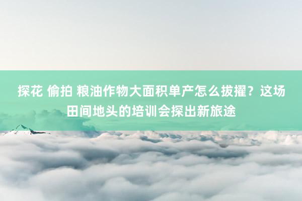 探花 偷拍 粮油作物大面积单产怎么拔擢？这场田间地头的培训会探出新旅途